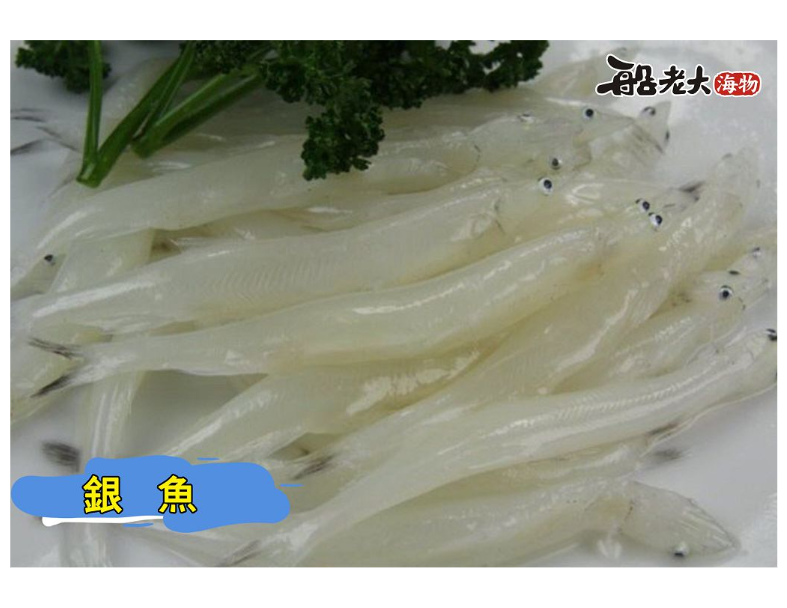 銀魚
