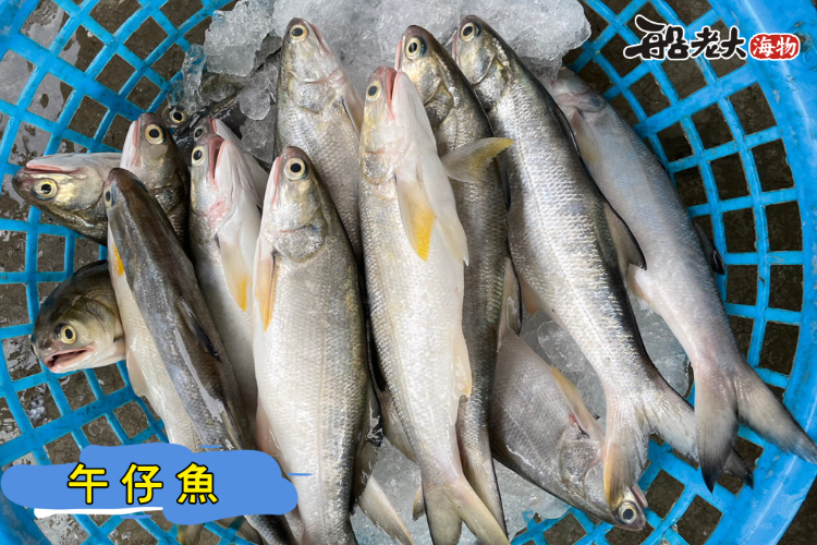 午仔魚