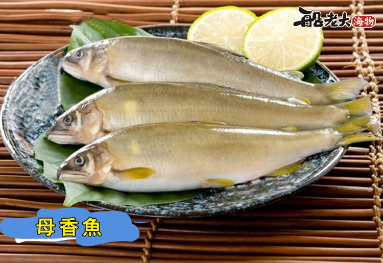 母香魚