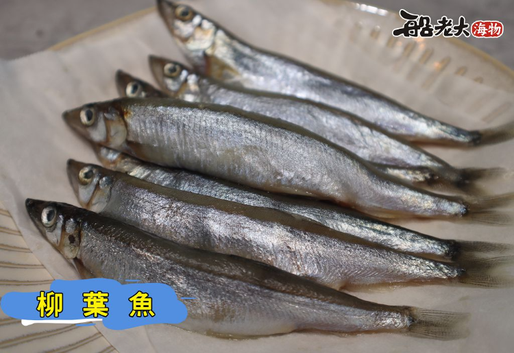 柳葉魚