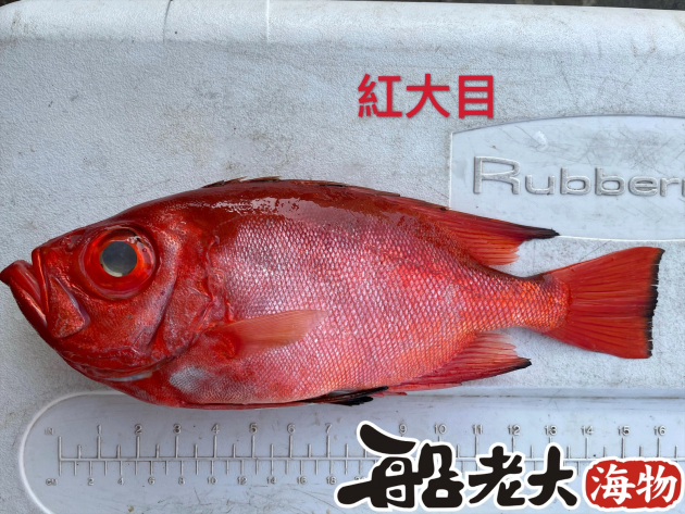 紅大目