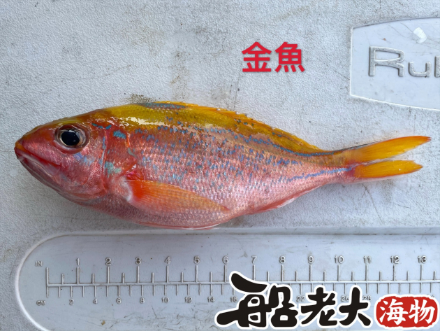 花笛鯛