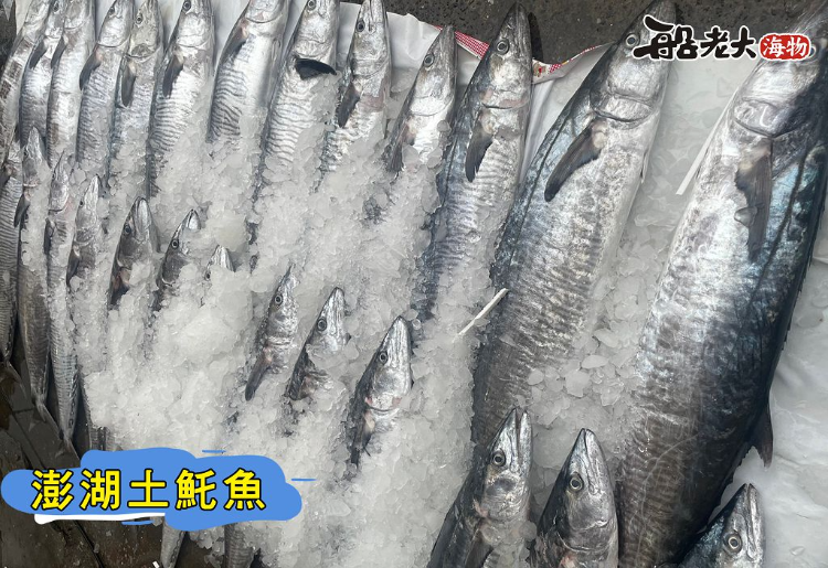 澎湖土魠魚